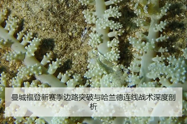 曼城福登新赛季边路突破与哈兰德连线战术深度剖析